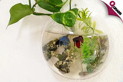 For QR99, Buy a Unique Home for your Fish with a Wall Mounted Aquarium! (QR250 Value)